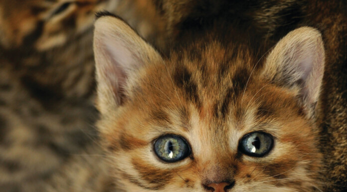 Kapljice, mrvice i portreti Mihaele Bubanko